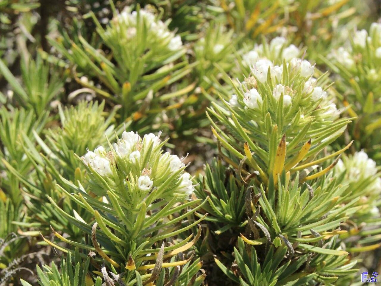 Echium aculeatum flower