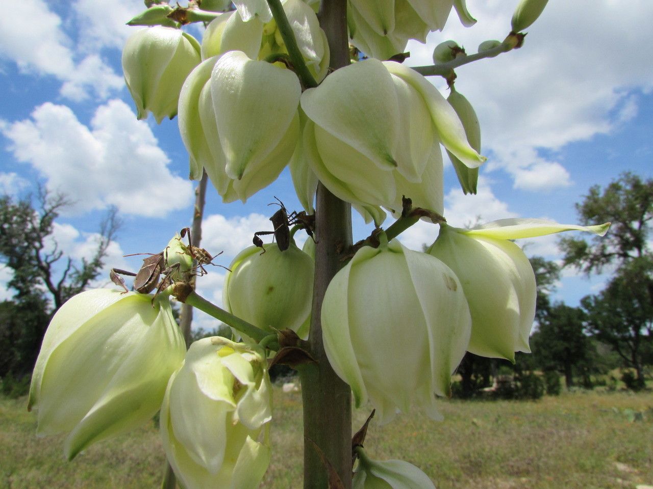 Yucca constricta flower