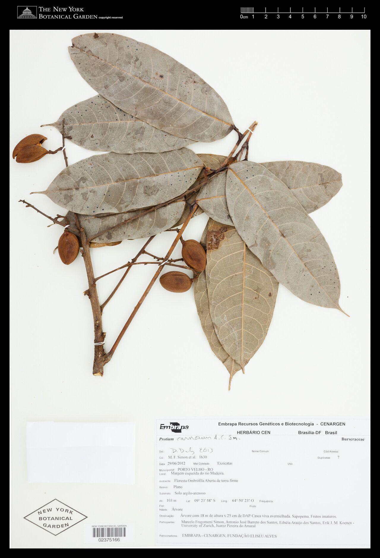 Protium carnosum fruit