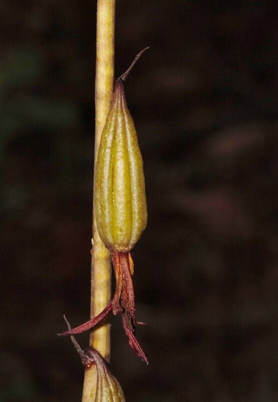 Eulophia subsaprophytica fruit
