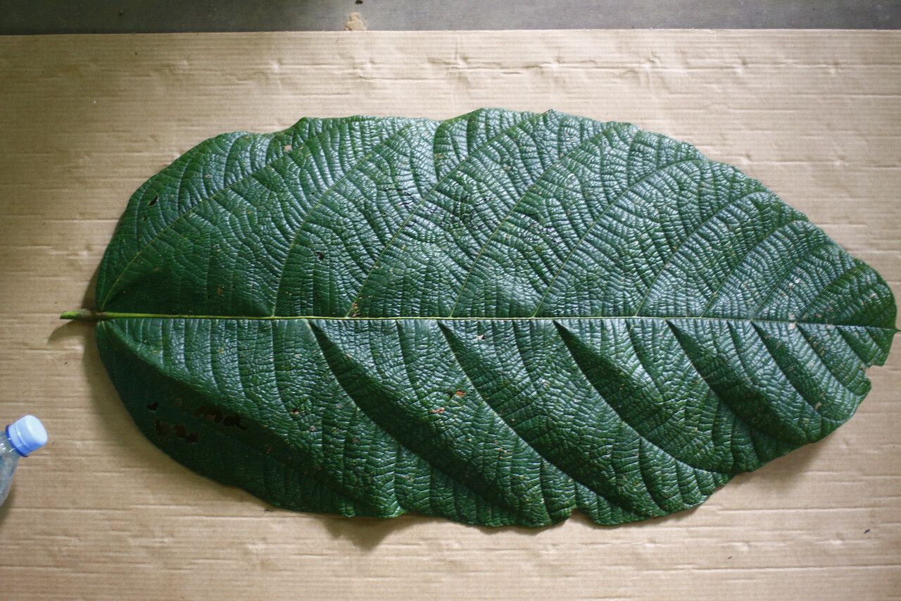 Sterculia speciosa leaf
