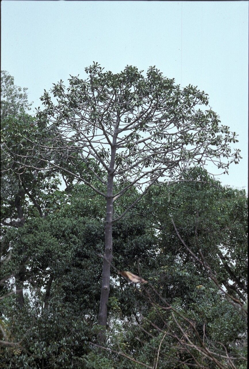 Euphorbia grandifolia habit