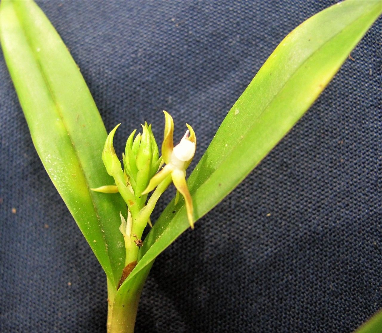 Prosthechea pseudopygmaea flower