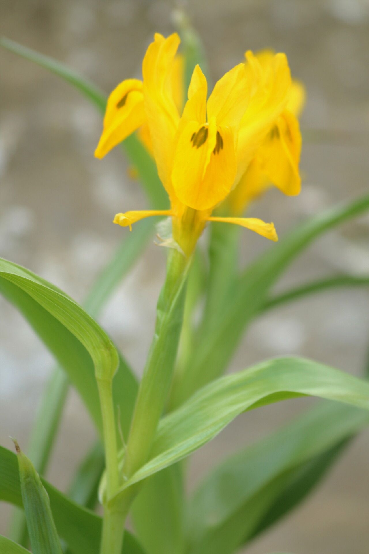 Iris bucharica — houseplant care guide