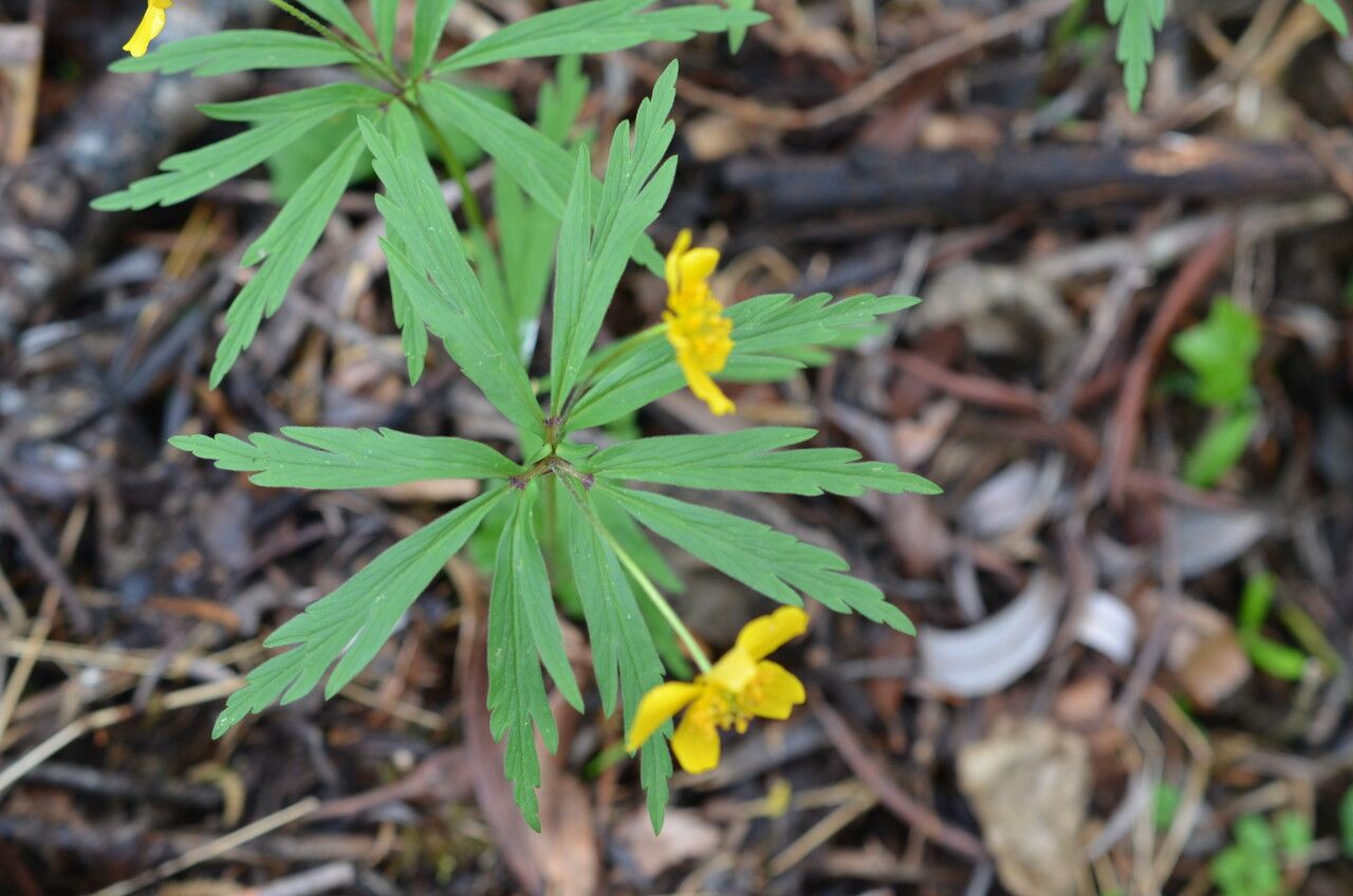 Anemone ranunculoides — search result for 'Anemone'