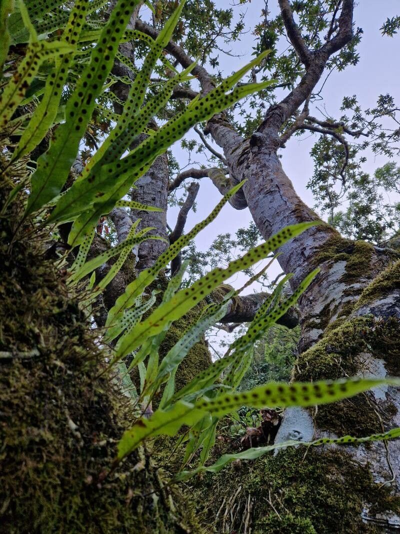 Lepisorus excavatus leaf