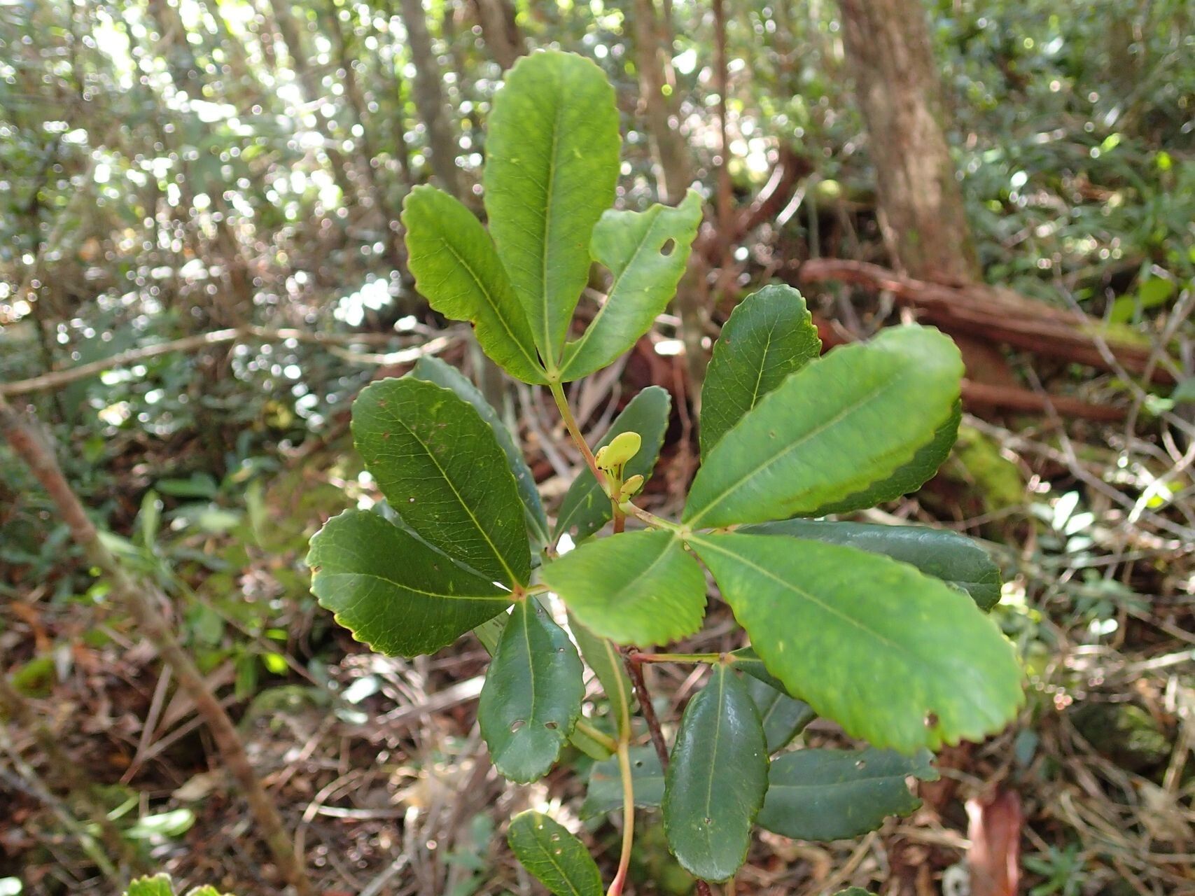 Cunonia vieillardii leaf