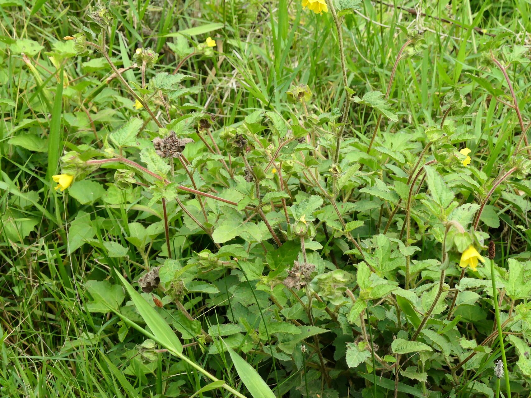 Malachra rudis habit