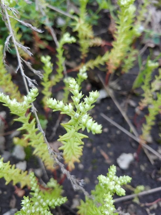 Sedum pulchellum flower