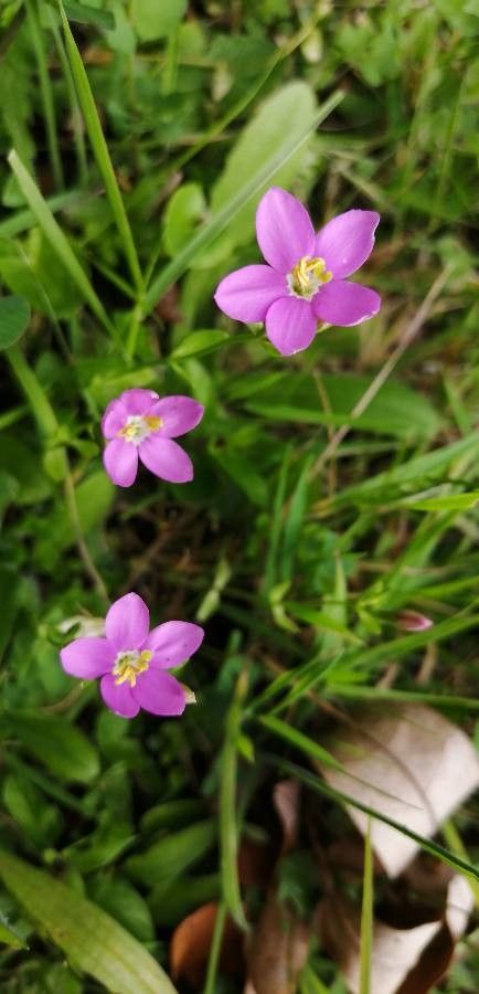 Centaurium cachanlahuen — related species from the same genus