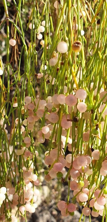 Plocama pendula fruit