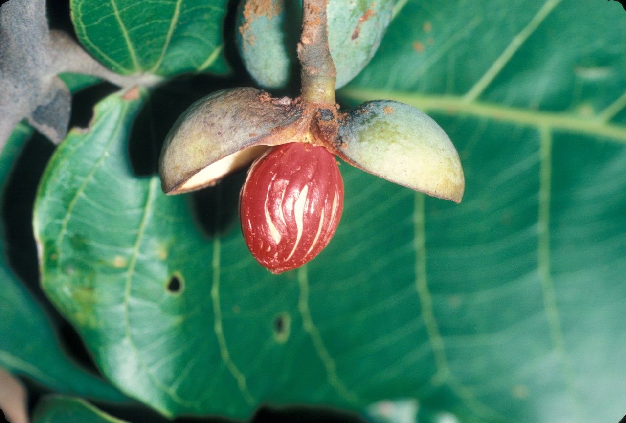 Virola sebifera fruit