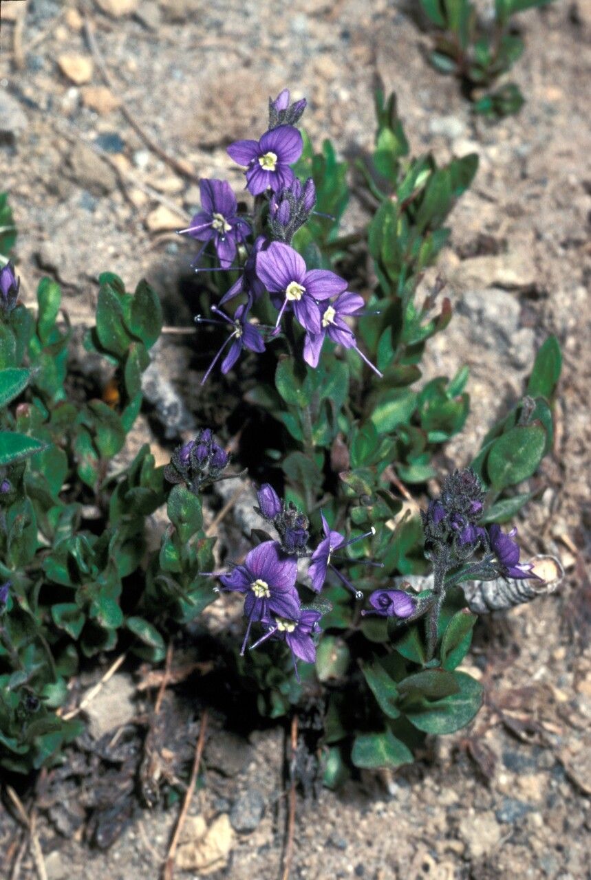 Veronica cusickii habit