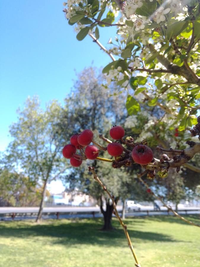 Spiraea chamaedryfolia fruit