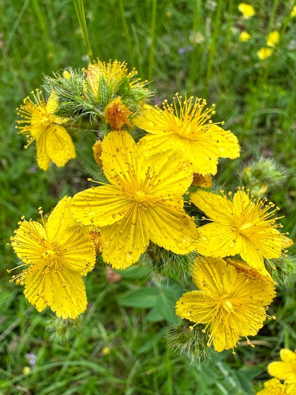 Hypericum barbatum flower