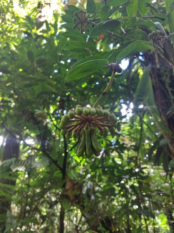 Marcgravia umbellata fruit