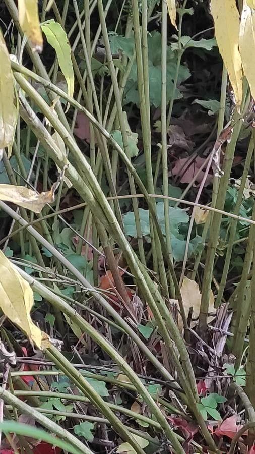 Helianthus salicifolius bark