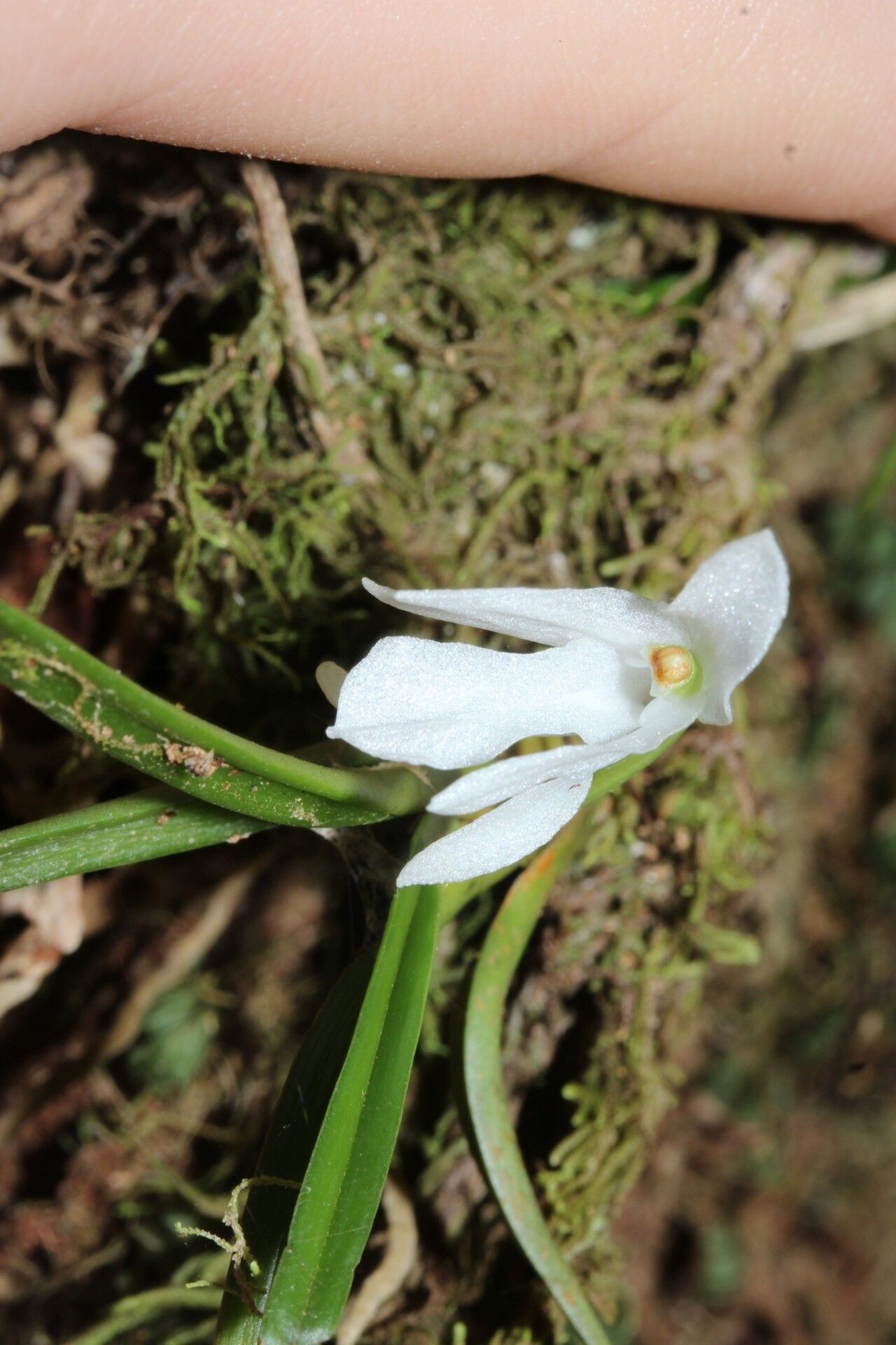 Jumellea cyrtoceras — houseplant care guide