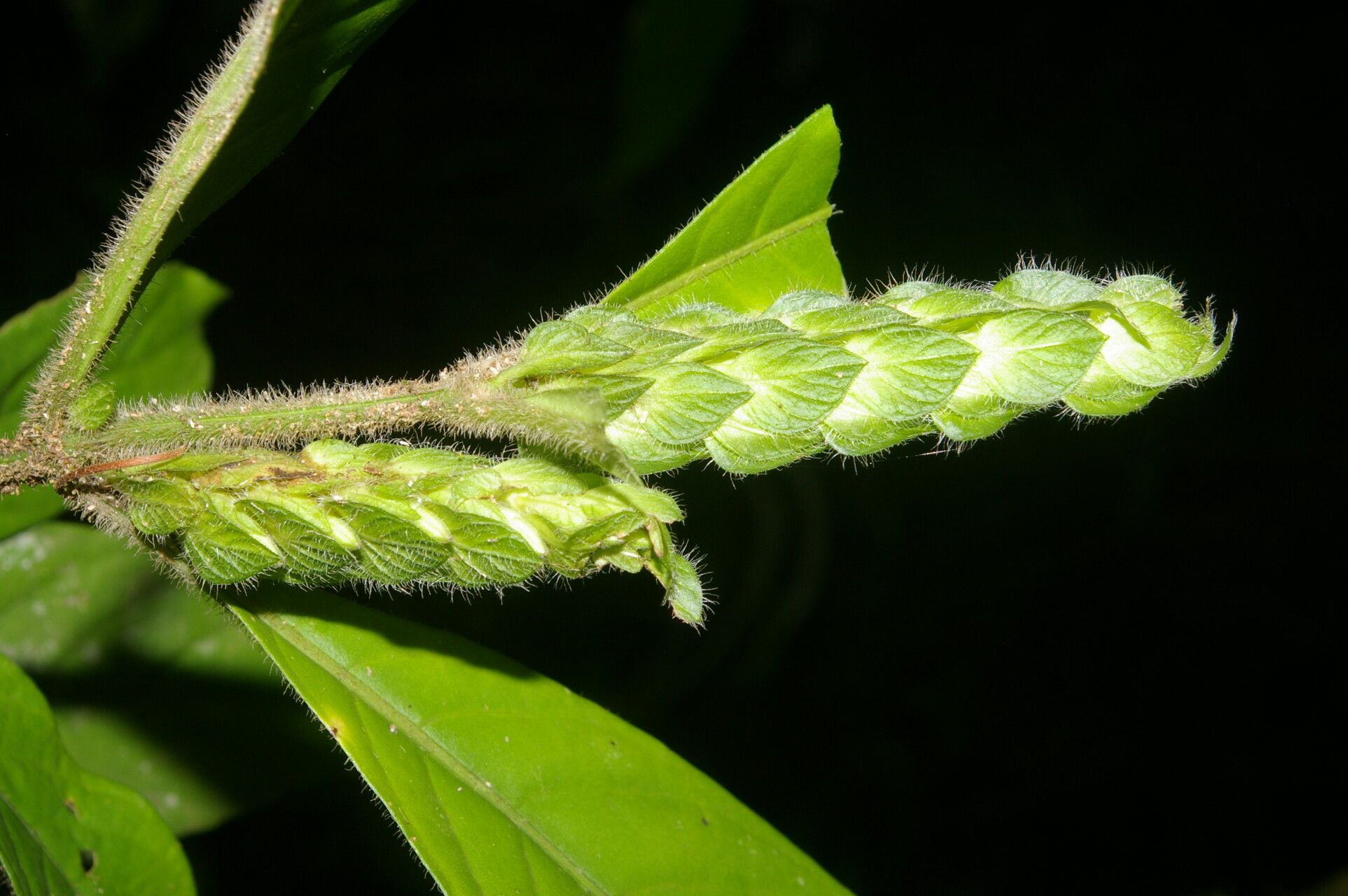 Justicia refractifolia fruit
