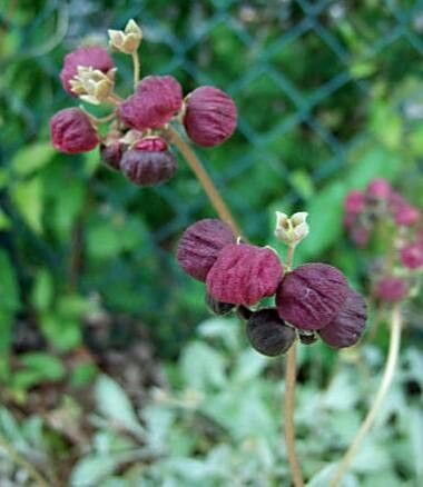 Calceolaria arachnoidea flower