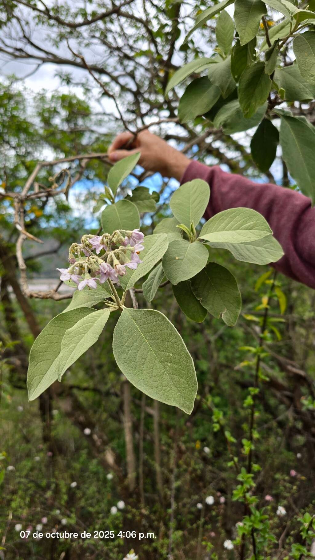 Solanum riparium flower