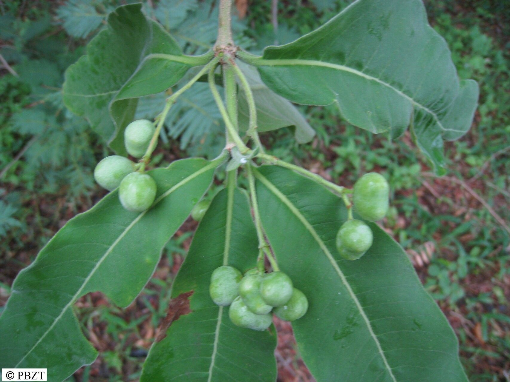 Rauvolfia media — search result for 'Rauvolfia'