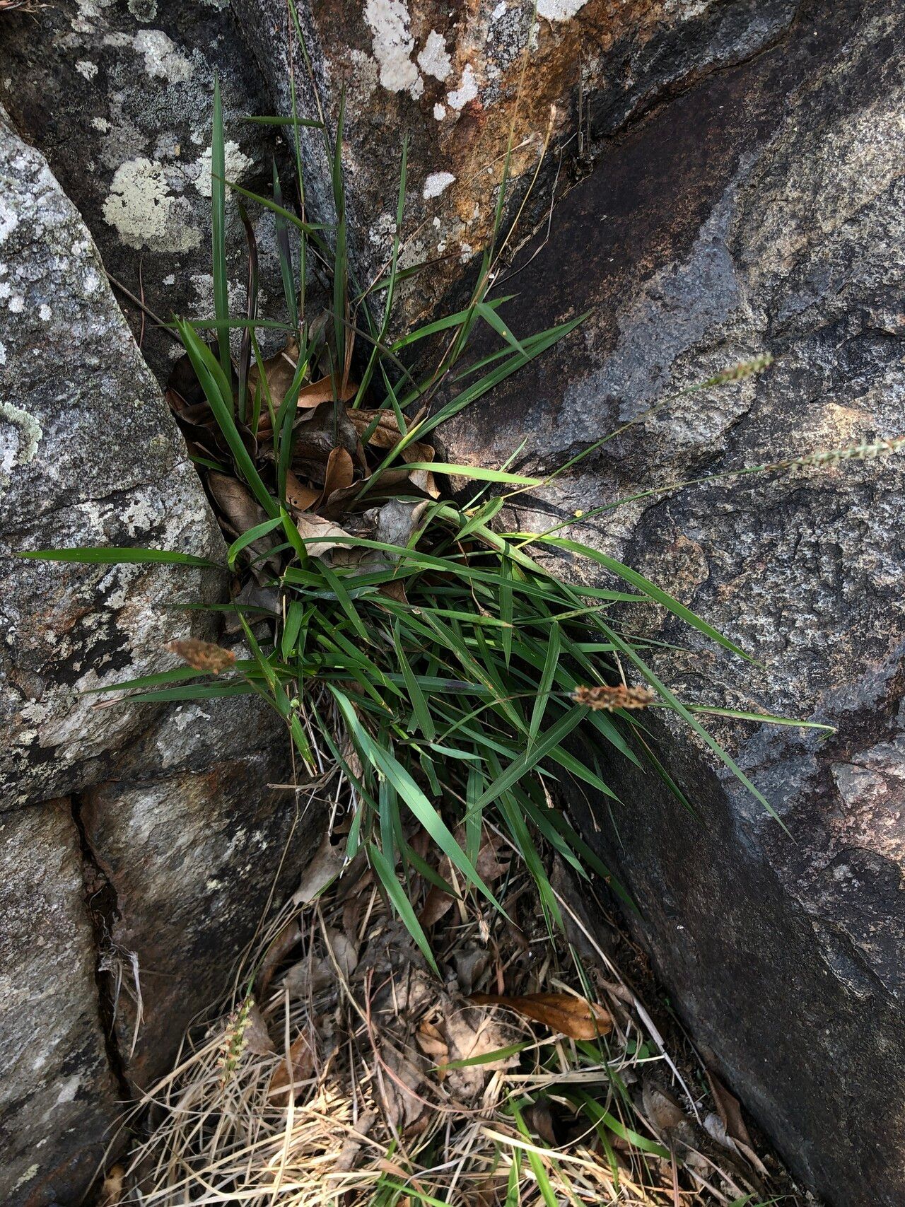 Ischaemum barbatum habit