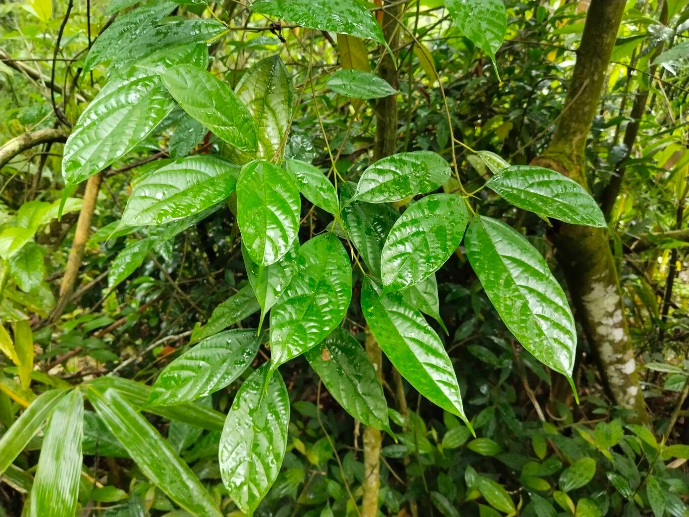 Ficus subincisa — houseplant care guide