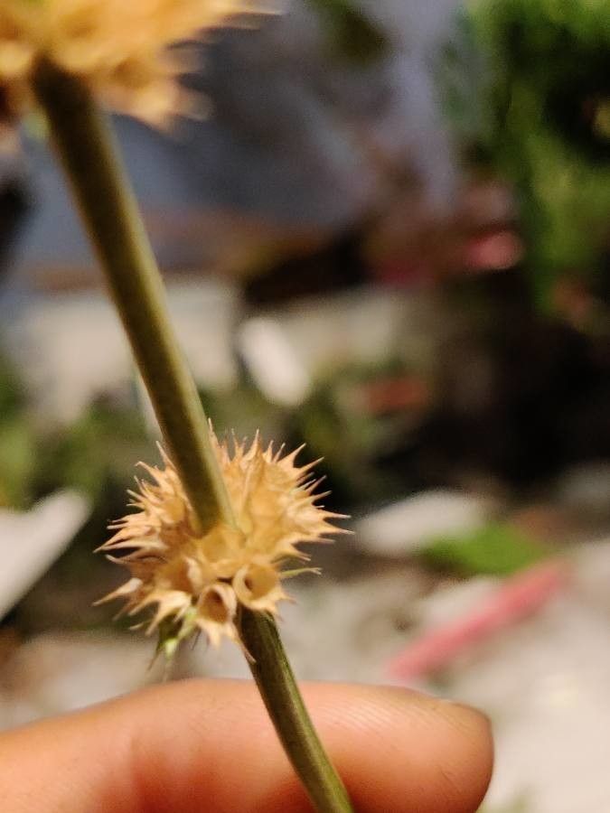 Galeopsis ladanum fruit
