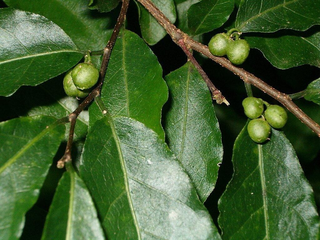 Tapura fischeri fruit