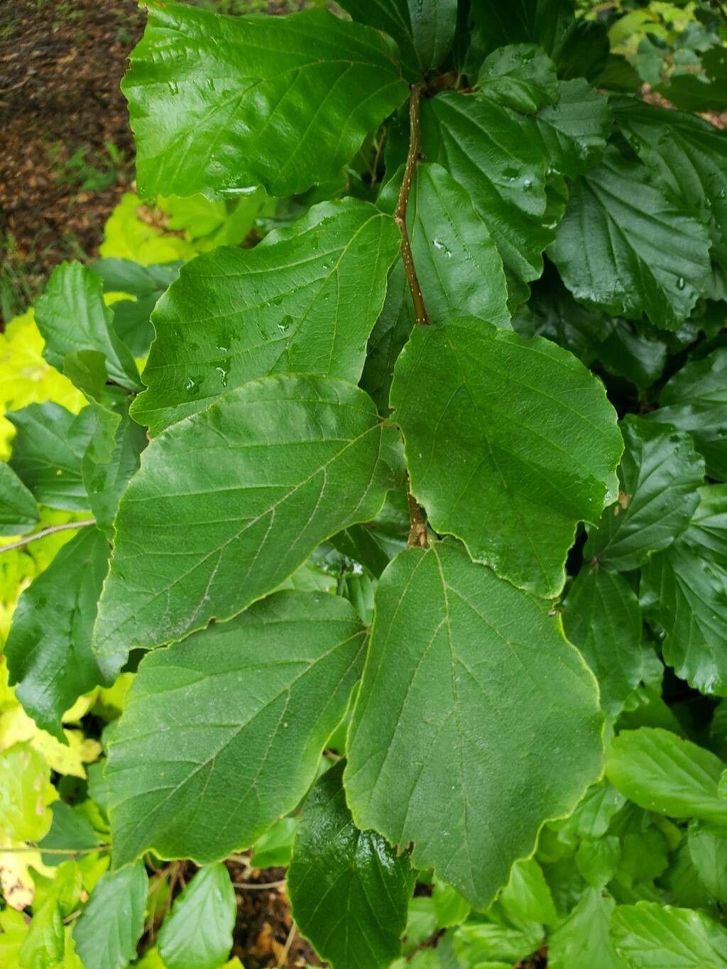 Parrotia persica leaf