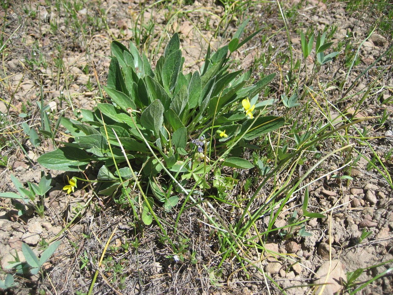 Viola bakeri habit