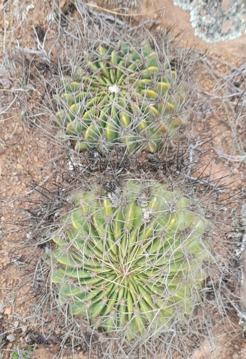 Lobivia obrepanda habit