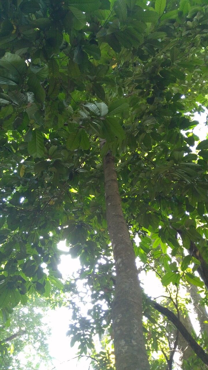 Artocarpus lacucha — search result for 'Artocarpus'