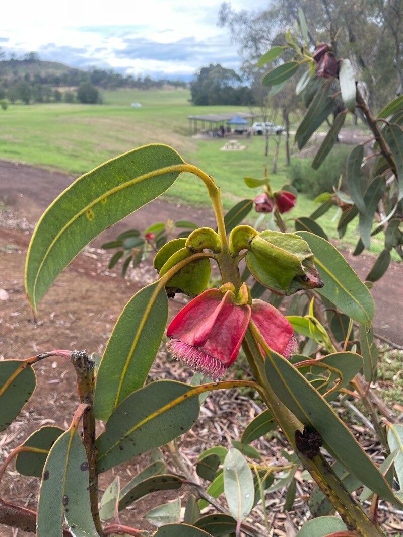 Eucalyptus tetraptera — houseplant care guide