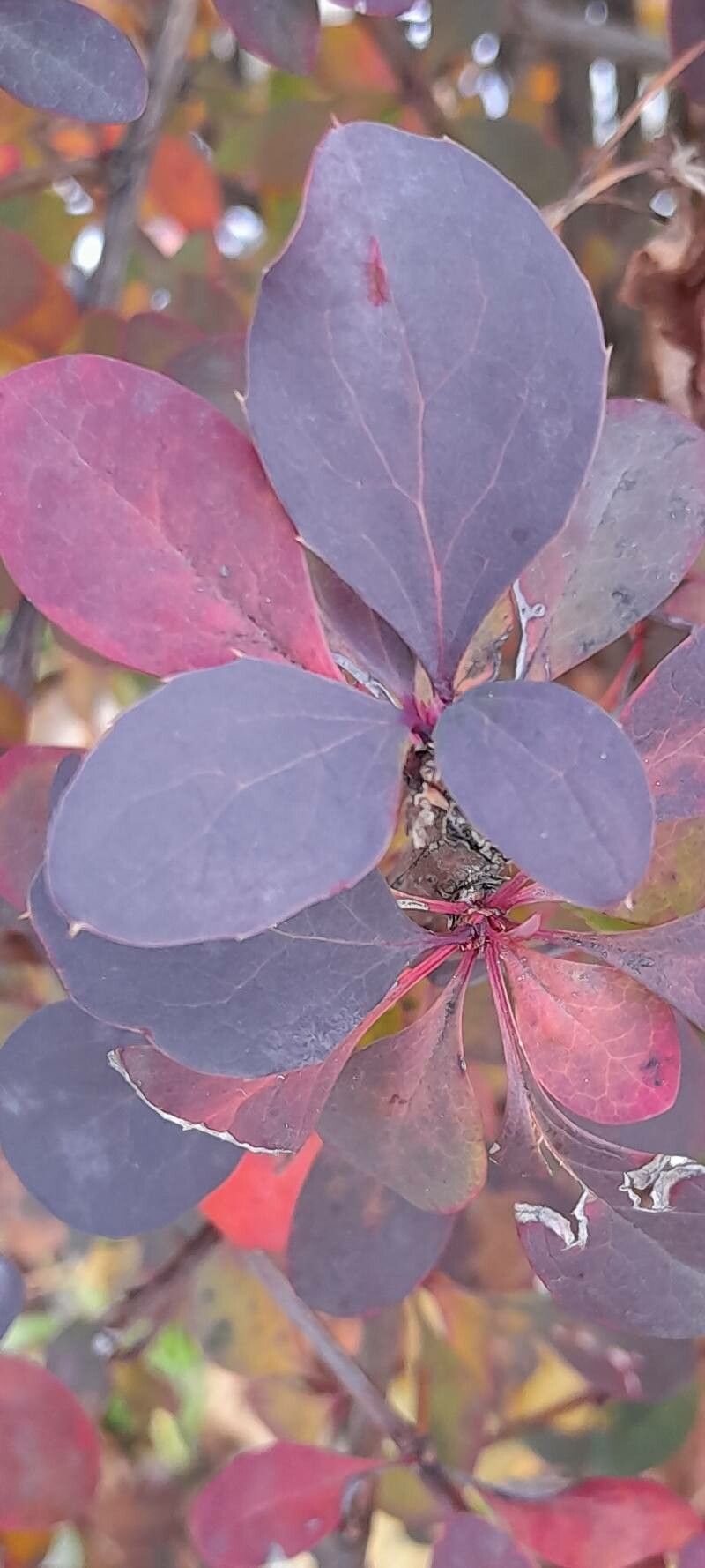 Berberis x ottawensis — houseplant care guide