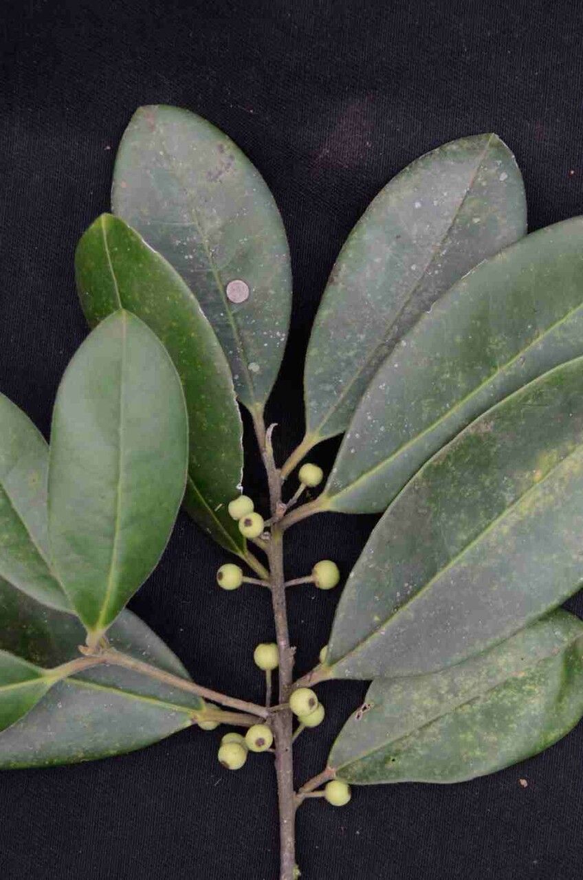 Ilex brasiliensis leaf