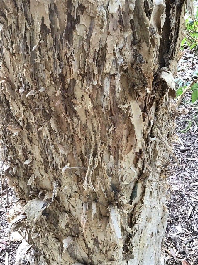 Melaleuca styphelioides bark