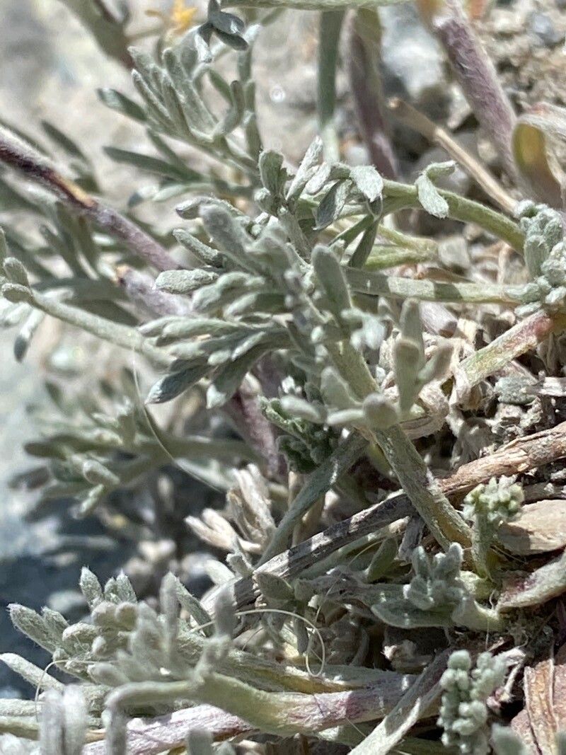 Artemisia glacialis leaf
