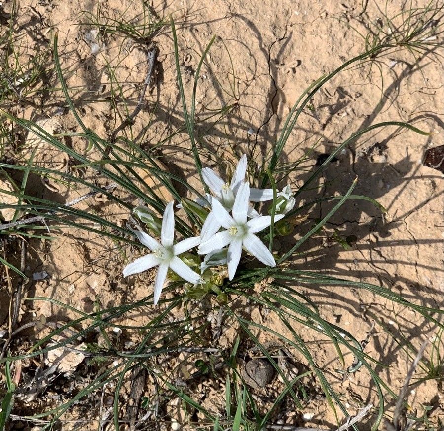 Ornithogalum trichophyllum flower