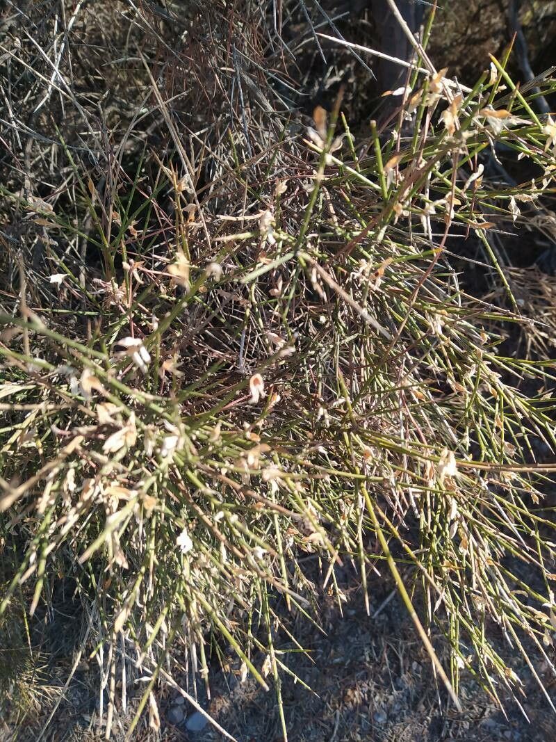 Erinacea anthyllis fruit