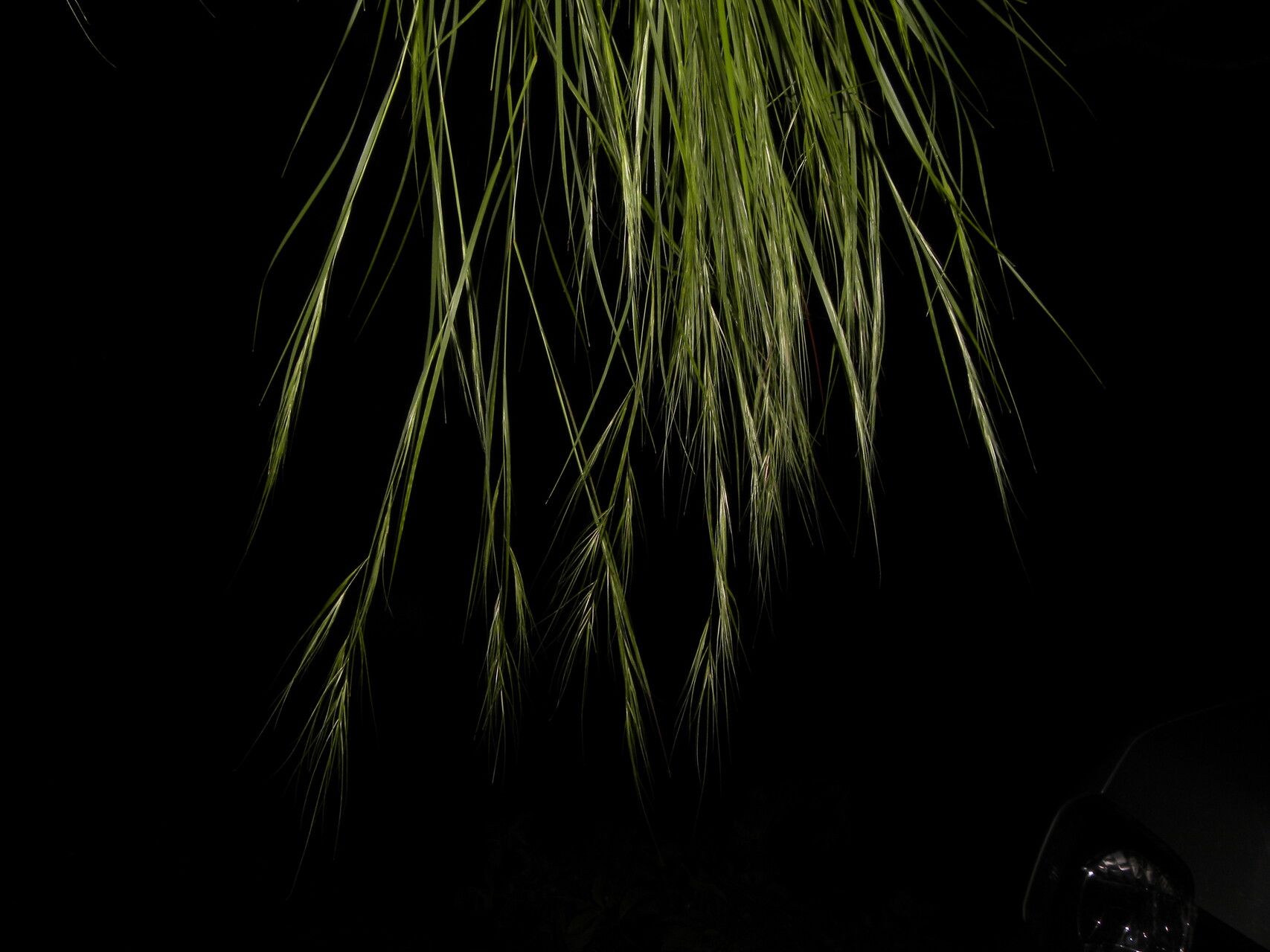 Aristida jorullensis fruit