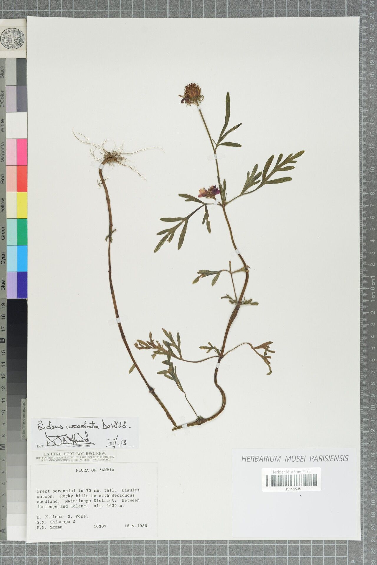 Bidens urceolata — houseplant care guide