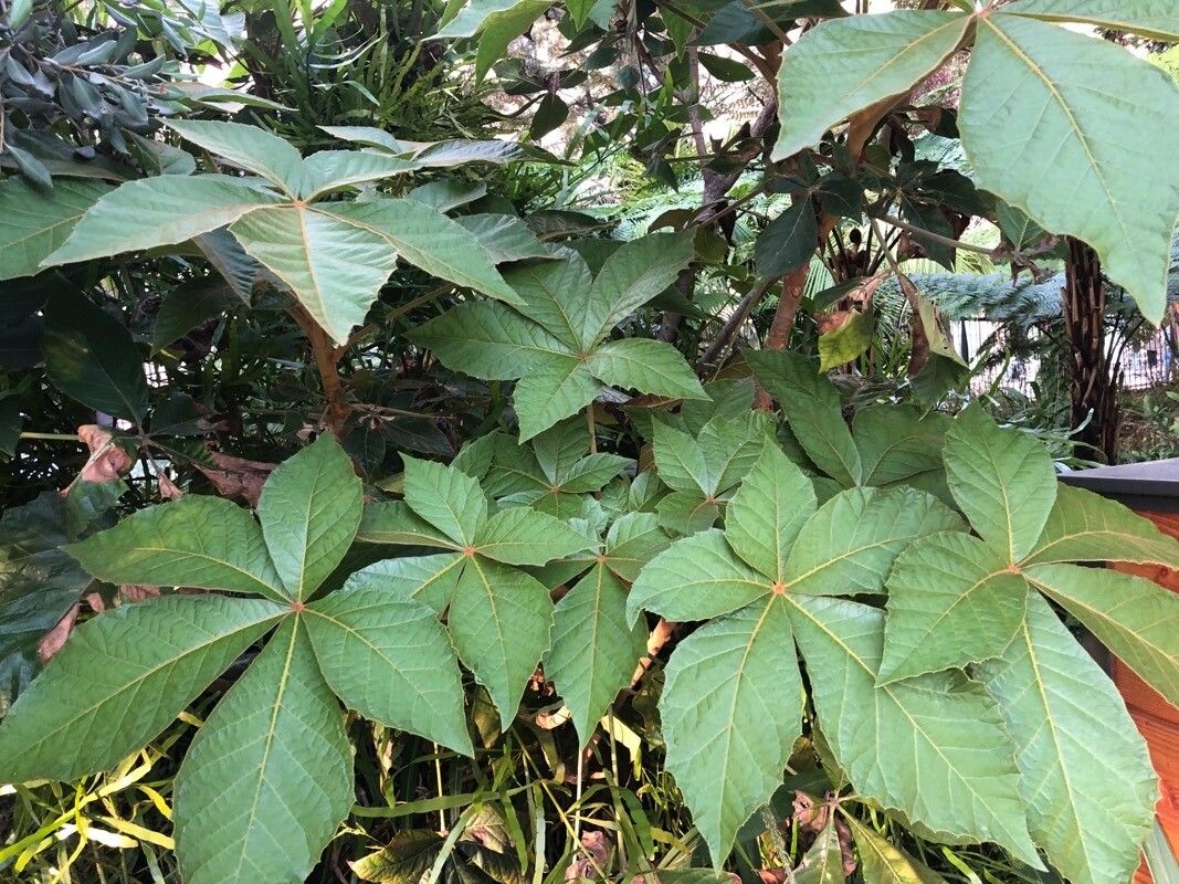 Oreopanax echinops leaf