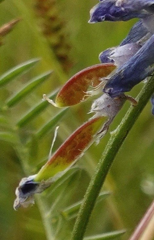 Vicia tenuifolia fruit