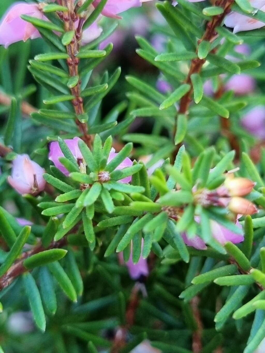 Erica × darleyensis leaf