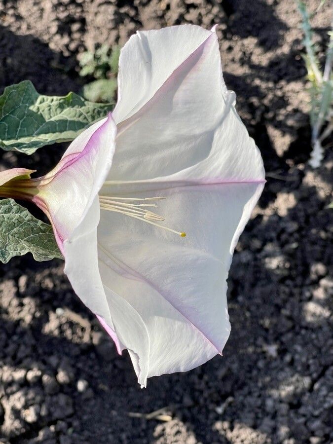 Datura ceratocaula flower