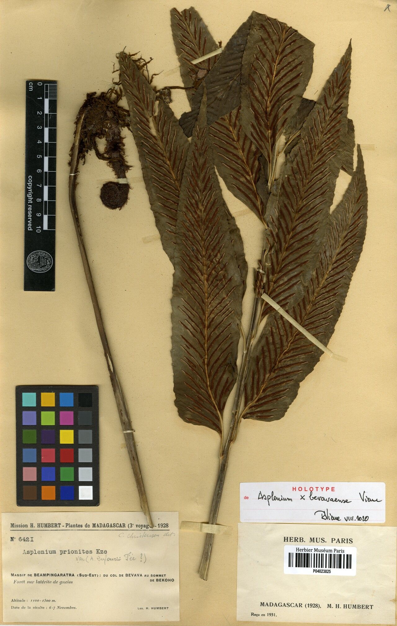 Asplenium × bevavaense — houseplant care guide