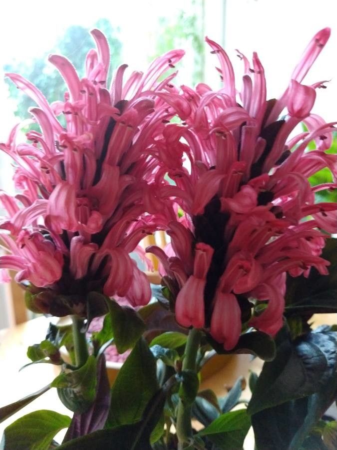 Justicia carnea flower