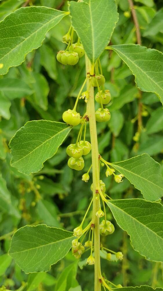 Flueggea suffruticosa fruit